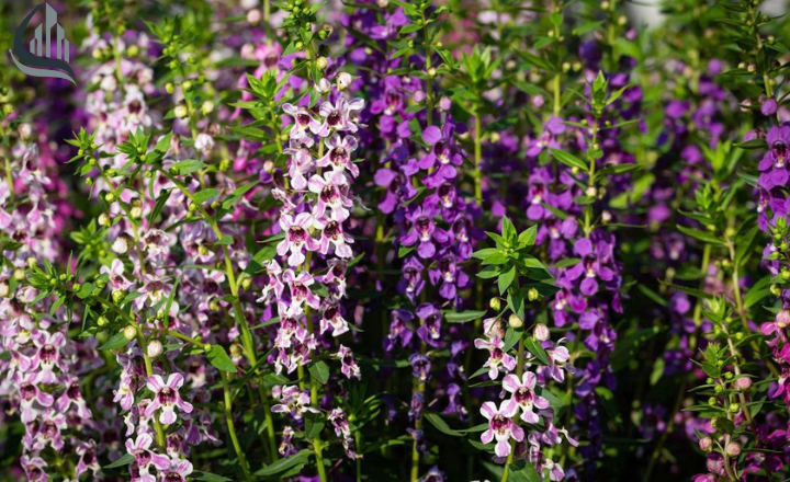 Angelonia