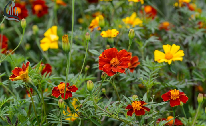 Marigolds flowers 