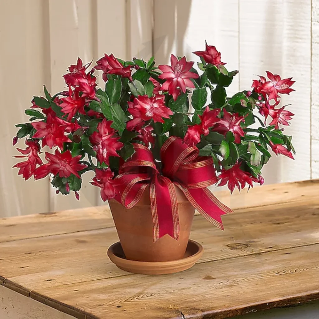 christmas cactus