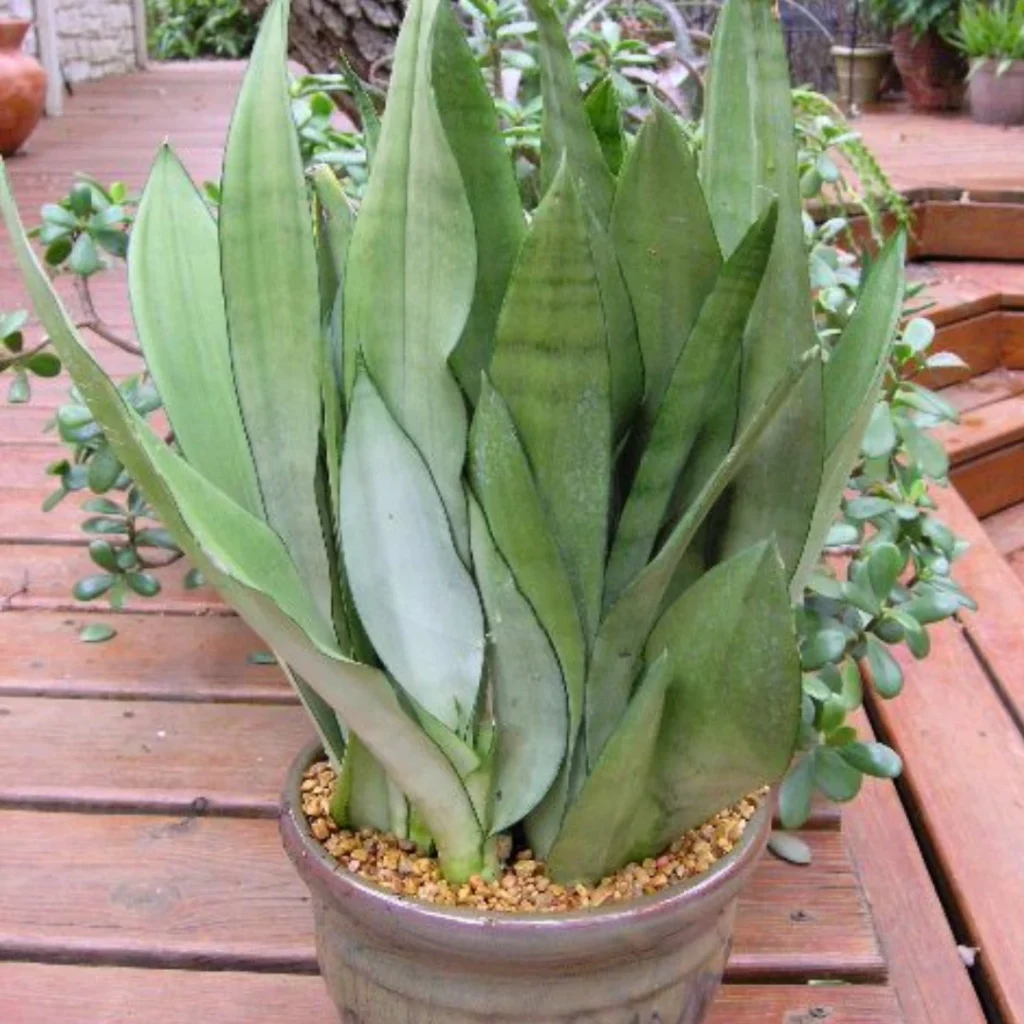 Moonshine Snake Plant