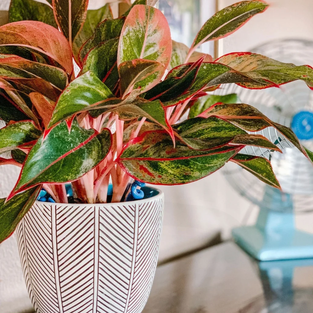 red chinese evergreen