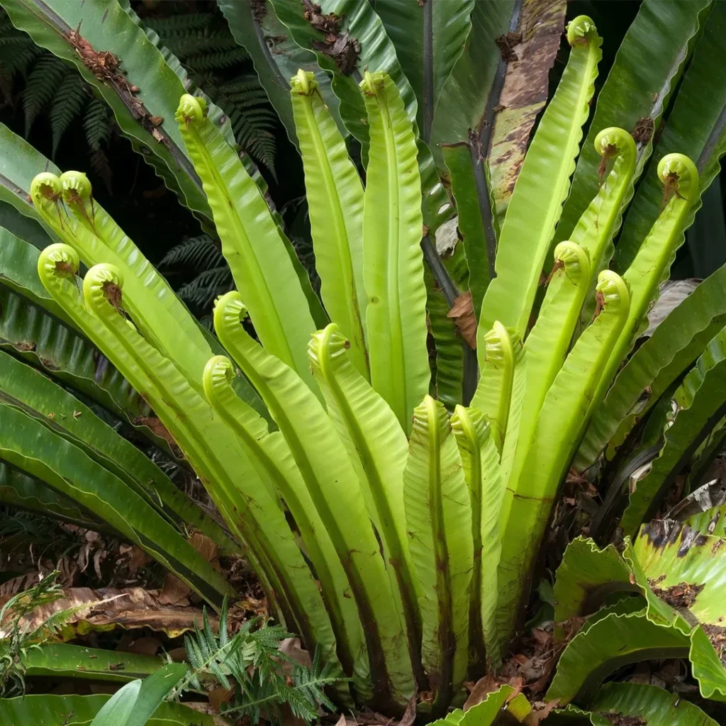 Bird's Nest Fern