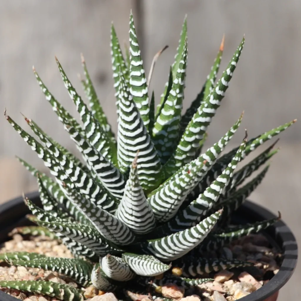 Zebra plant