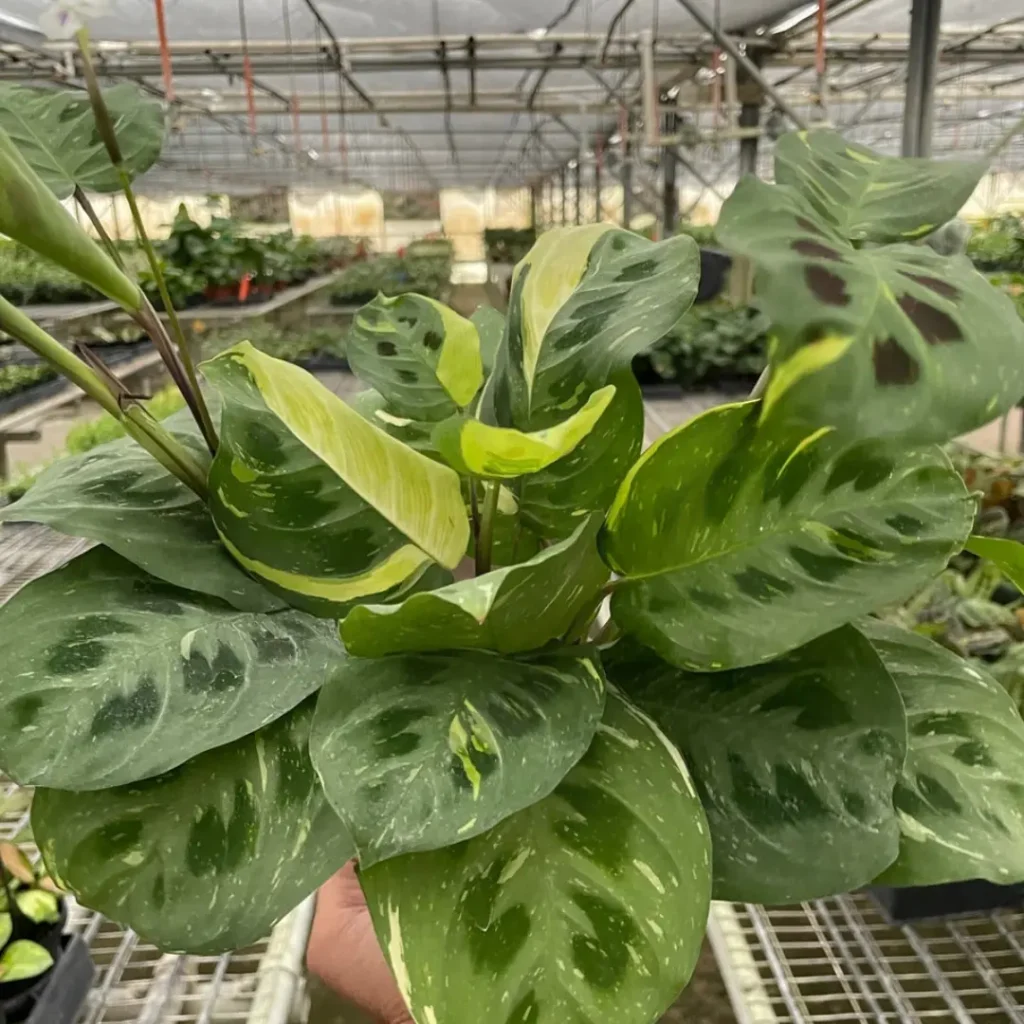 Prayer Plant 'Beauty Kim'
