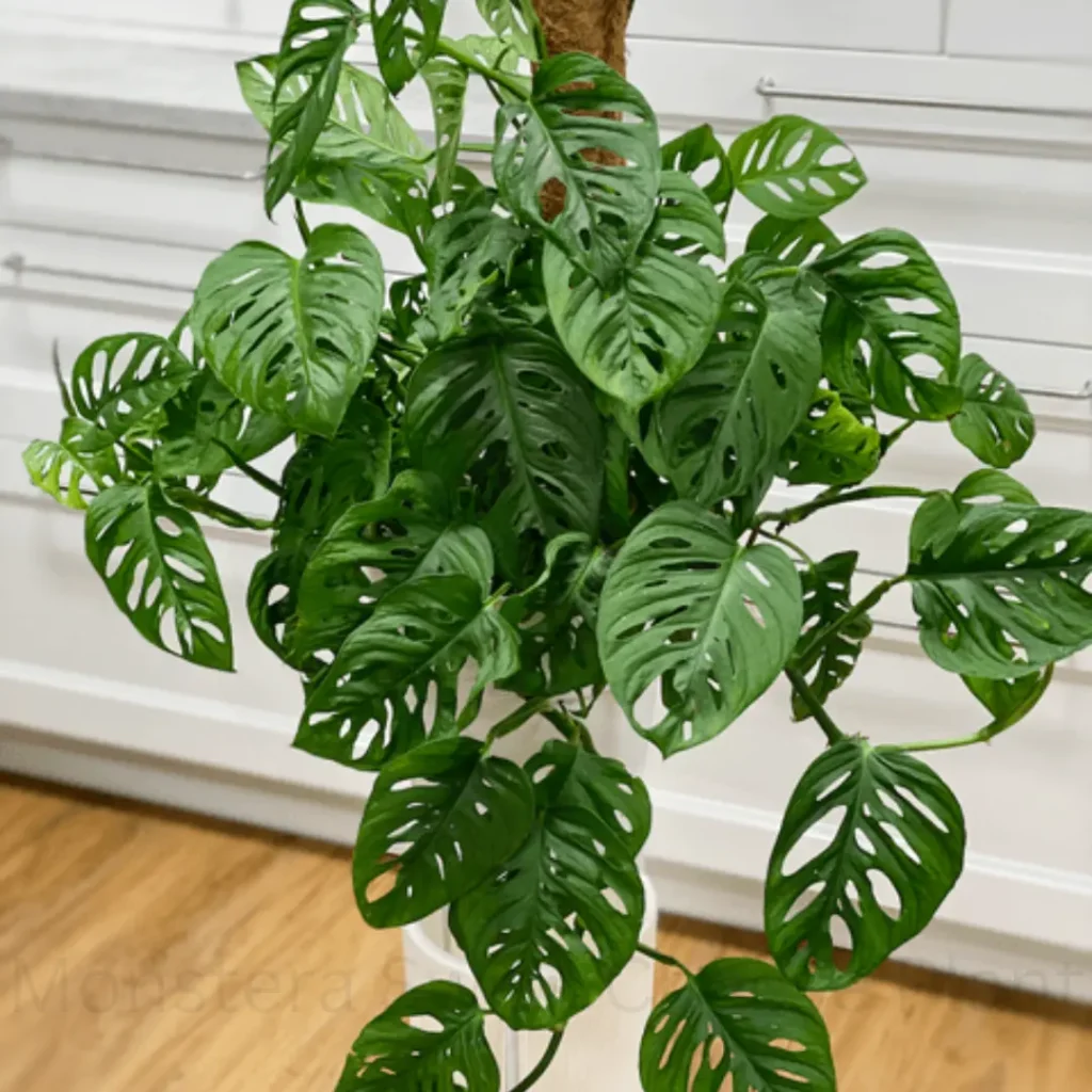 Monstera Swiss Cheese Plant