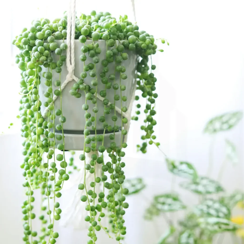 String of Pearls