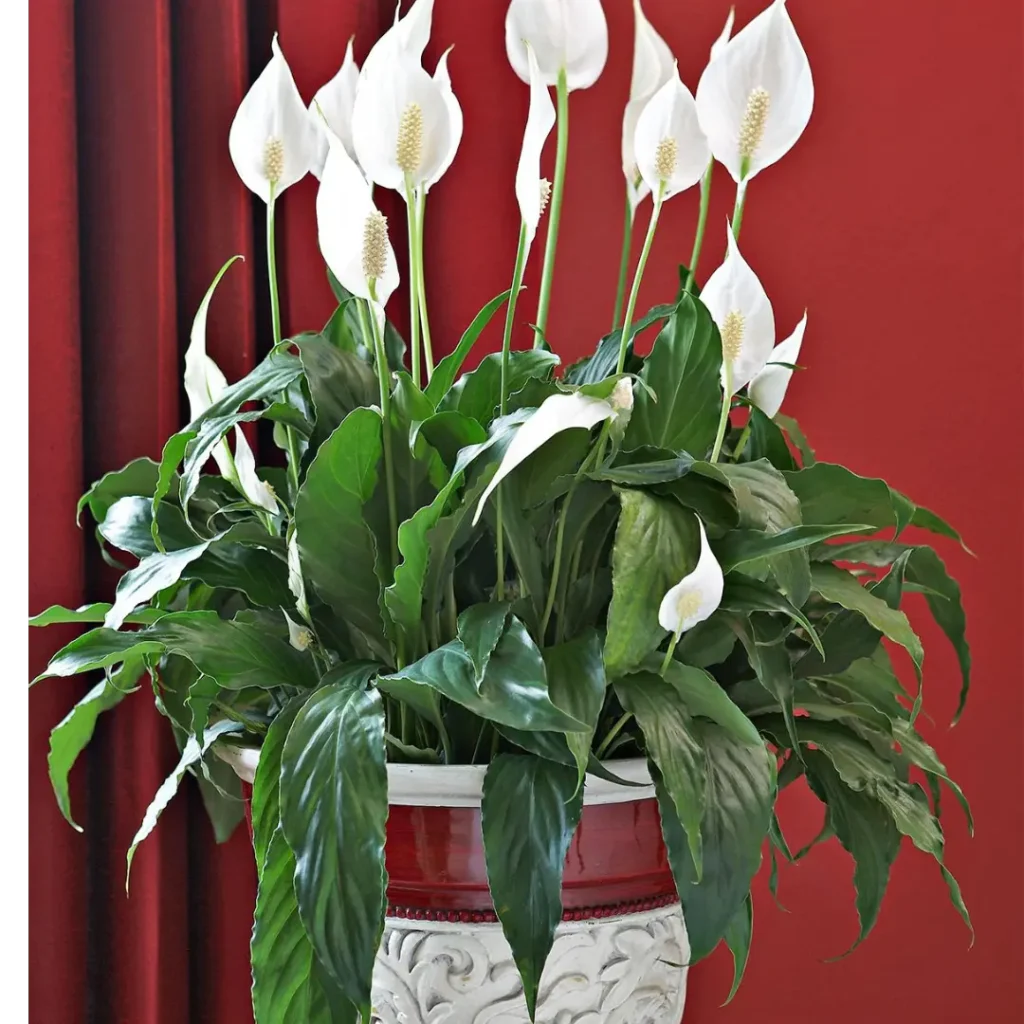 Peace lily