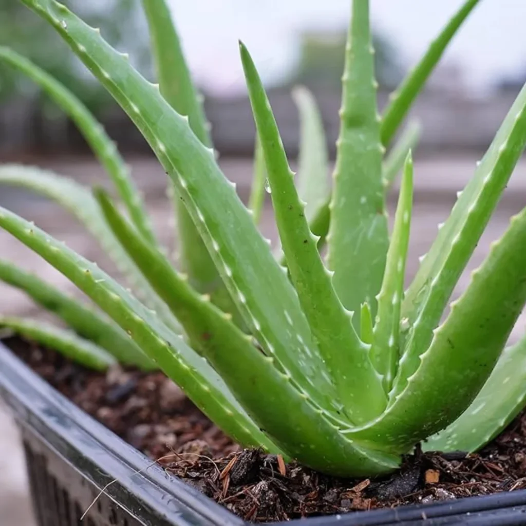 Aloe vera