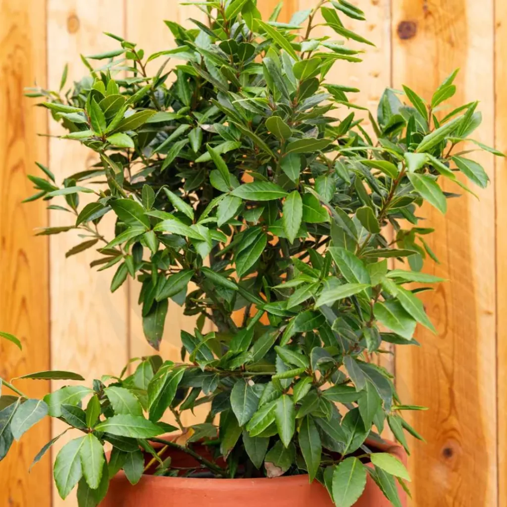 Bay Laurel Tree
