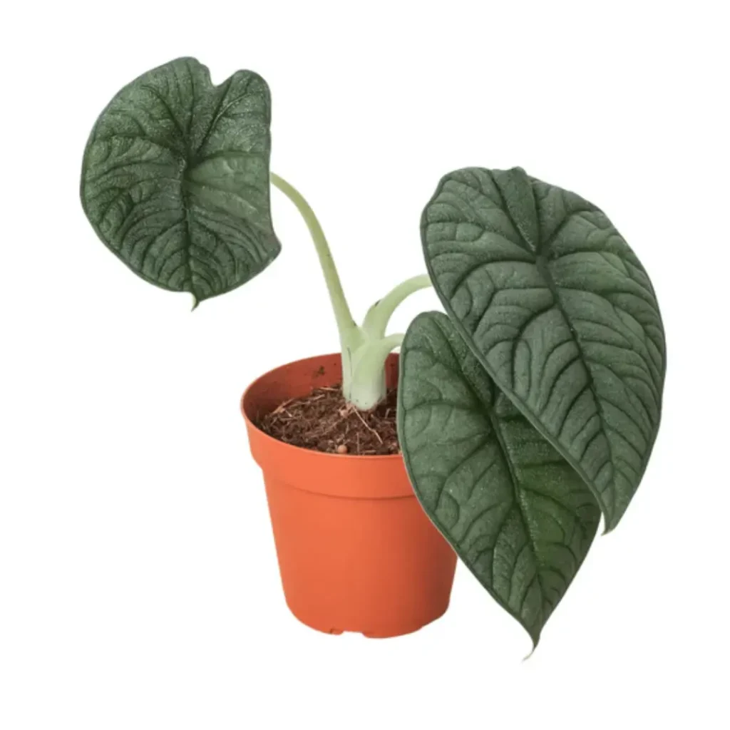 Alocasia Melo