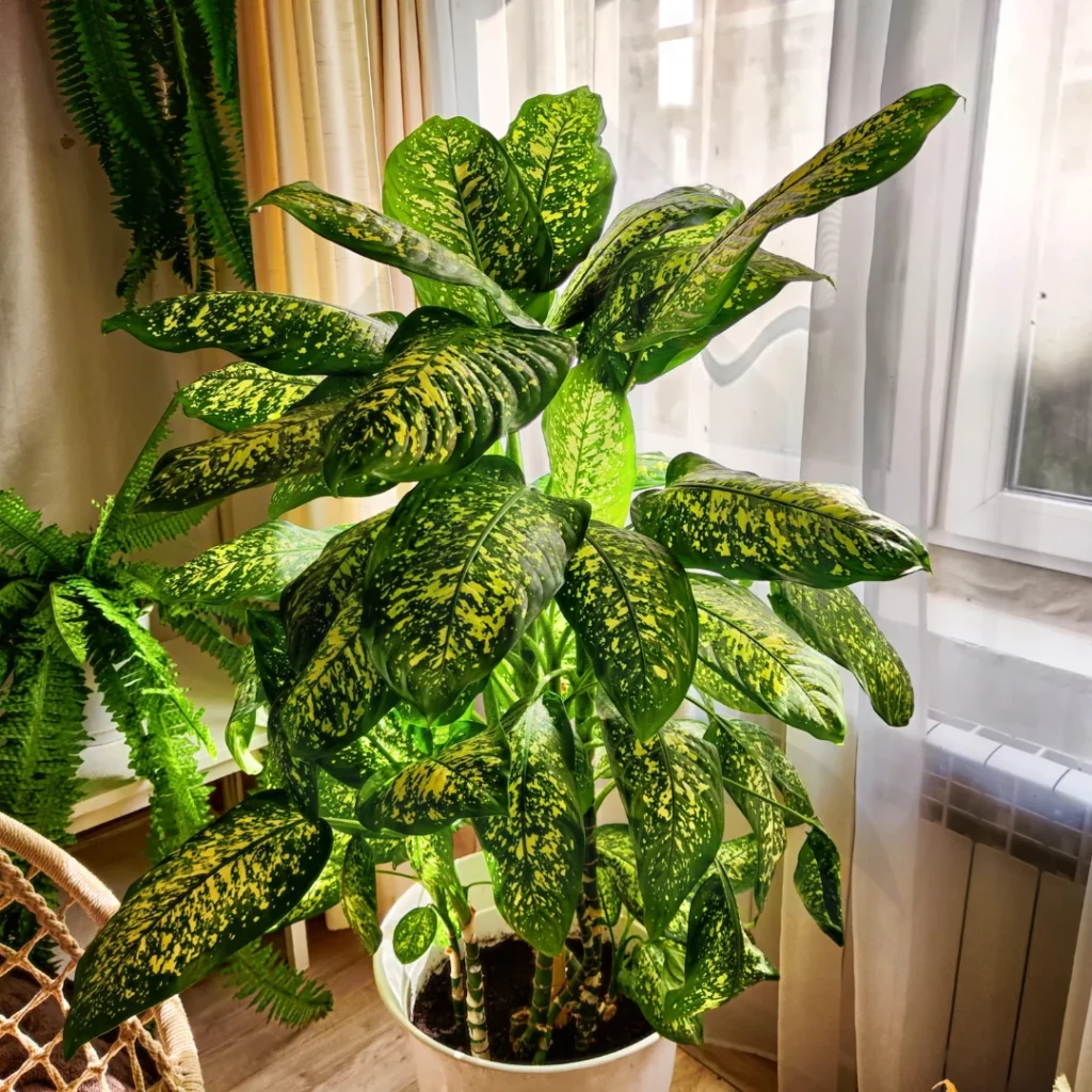 Dieffenbachia