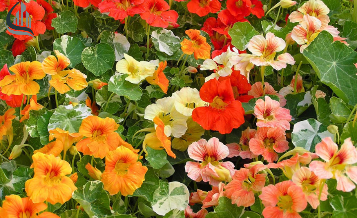 Nasturtiums flower