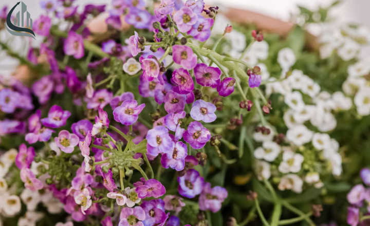 Sweet Alyssum flowers