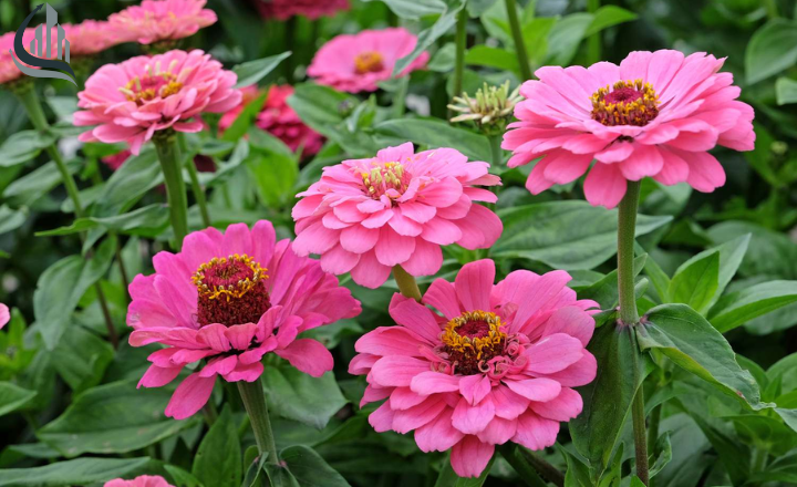 Zinnias flowers 