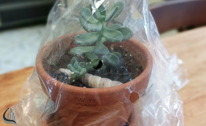 Use Grow Bags for Larger Plants