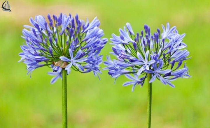 African lily flowers growing in a sunny outdoor space