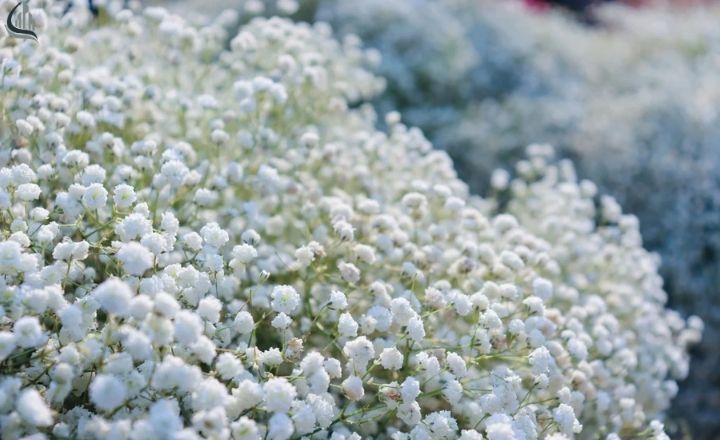 Baby’s Breath (Gypsophila) flowers