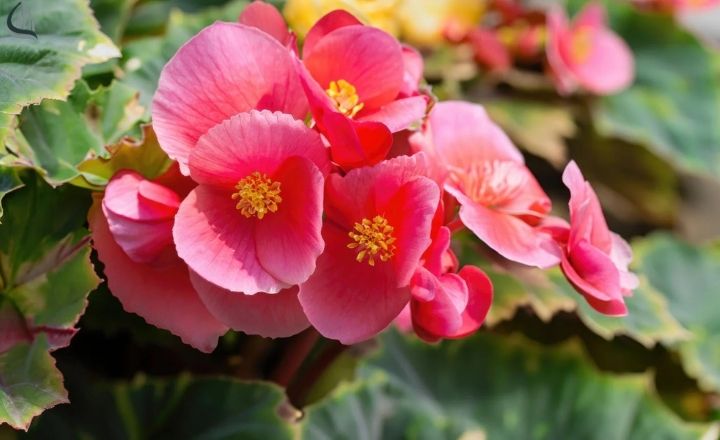 Beautiful begonia flowers for small garden spaces