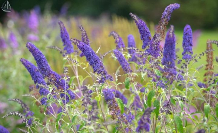 Blue chip butterfly bush with compact purple flowers