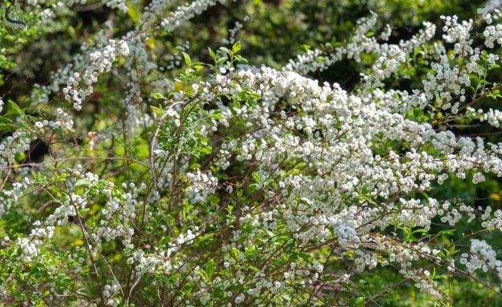 Bridal wreath flowers blooming along a garden border