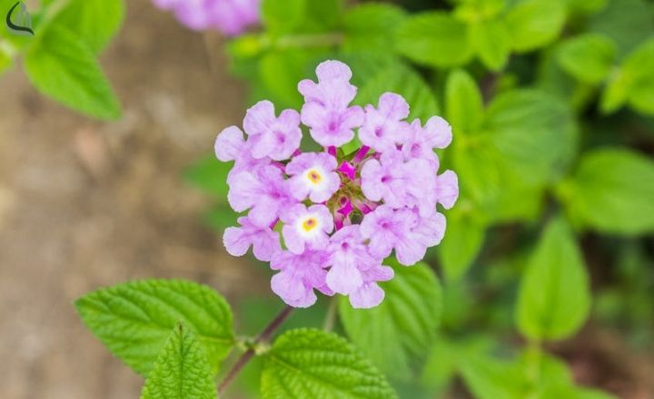 Bright lantana flowers in colorful garden containers