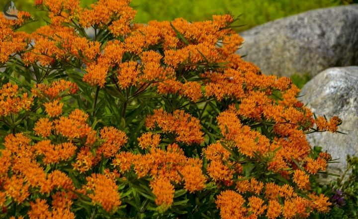 Butterfly weed flowers attracting bees and butterflies