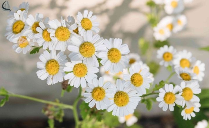 Chamomile flowers with small white and yellow blooms