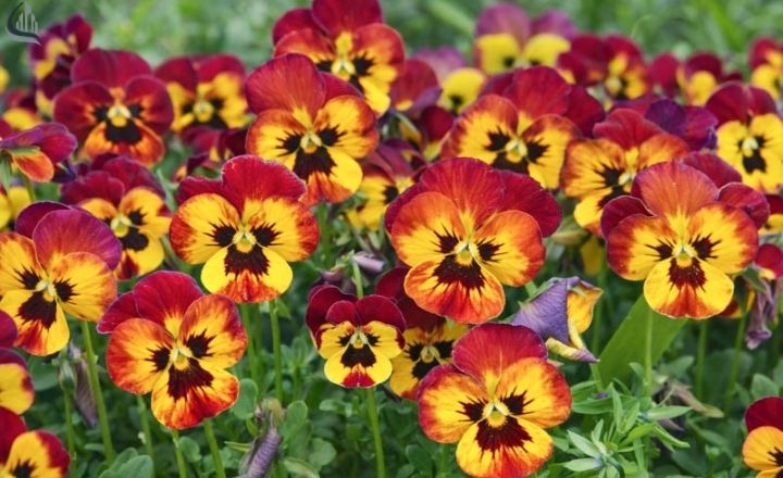 Colorful pansy flowers for borders and flower pots