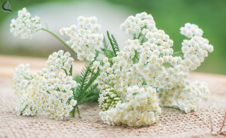 Colorful yarrow flowers in a low maintenance garden