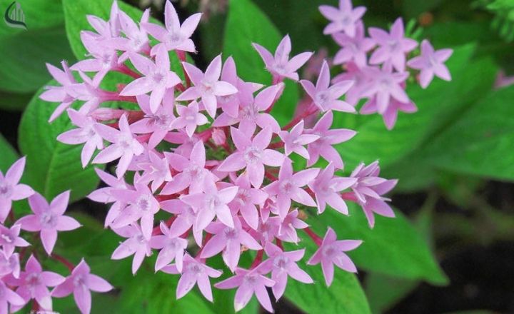 Egyptian star cluster flowers in a container garden
