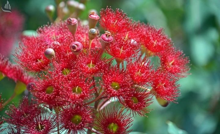 Flowering gum eucalyptus with bright red blooms