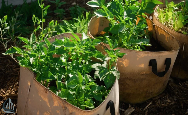 Use Grow Bags for Larger Plants