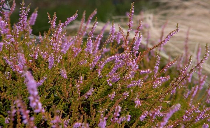 Heather flowers with soft purple blooms and greenery