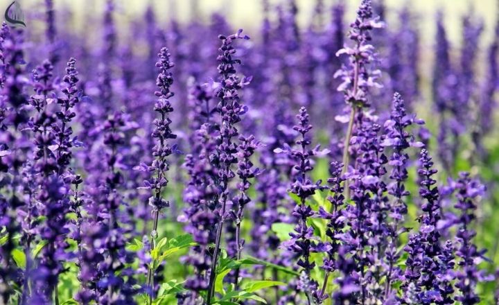 Lavender blooms growing in a sunny garden corner