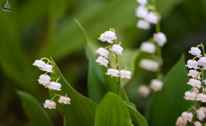 Lily of the valley flowers in a shaded garden area