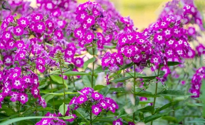 Phlox flowers
