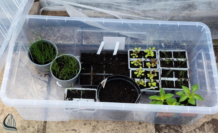 4.Grow Plants in Clear Storage Containers