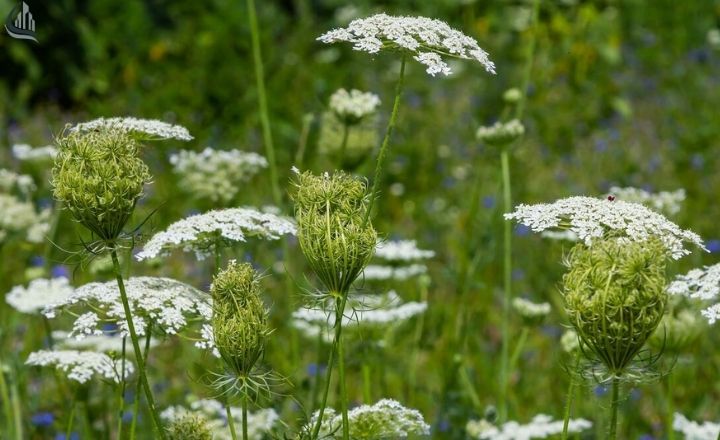 Queen Anne’s lace flowers in a natural garden setting