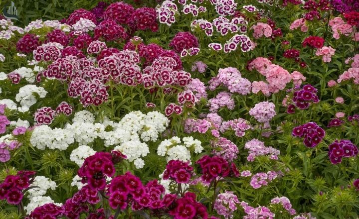 Soft pink dianthus flowers with delicate petals