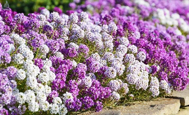 Sweet alyssum flowers creating a soft garden border