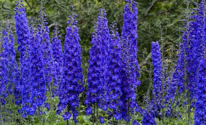 Tall blue delphinium flowers in a cottage style garden