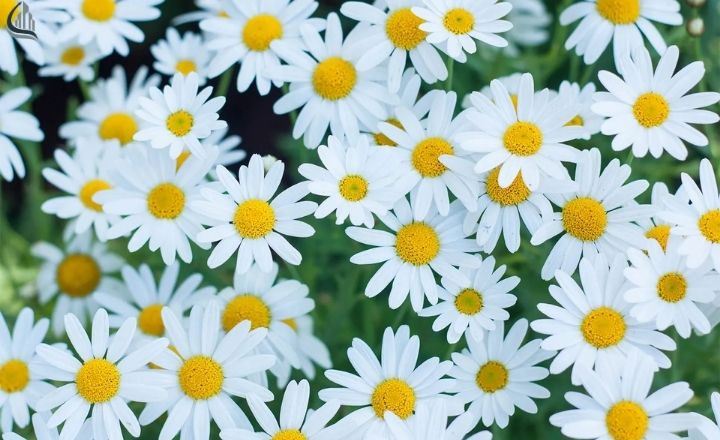 White daisy flowers blooming in a backyard garden