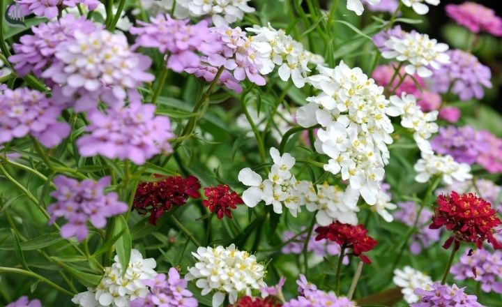Wild Candytuft flowers
