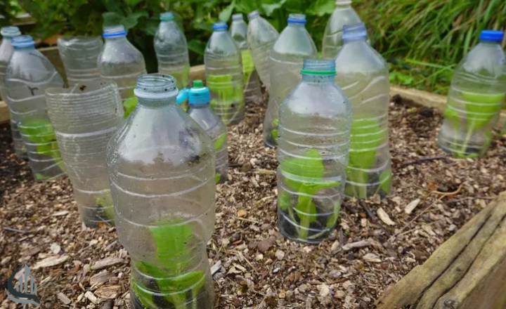 protect seedlings with plastic cups in greenhouse