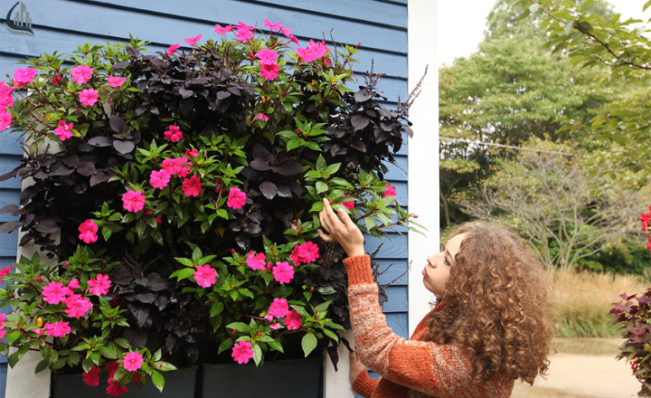 Garden Wall with Pink Pots