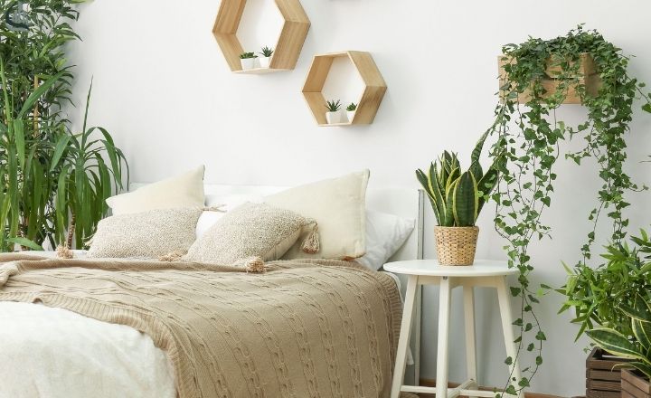 Indoor plants for bedroom decor inspiration