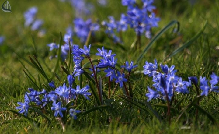 24 Best Tiny Flowers for the Garden to Grow in 2026